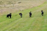 Bosco, Nico, Bella and Negro