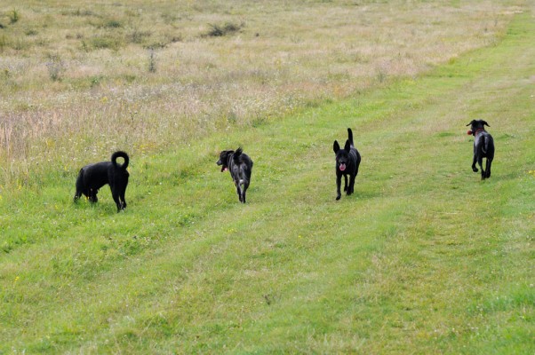 Bosco, Nico, Bella and Negro