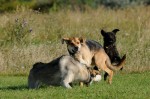 Aika, Hazel and Lucas