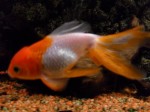 gold fish