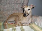 maggie on the sofa