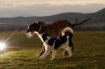 Cikk-cakk and Panda