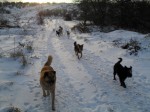 Pack at Xmas