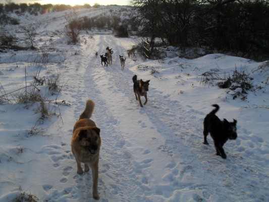 Pack at Xmas