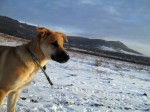 Ronja
