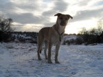 Ronja