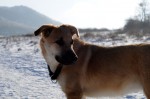 Ronja