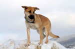 Ronja