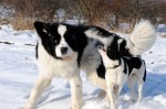 Cayenne and panda