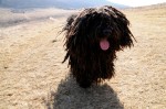 Toto
