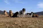 Mia, Csoki, Toto, Cayenne, Panda, Cikk-cakk