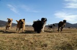 Mia, Csoki, Toto, Cayenne, Panda and Cikk-cakk