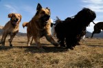 Mia, Csoki, Toto
