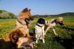 Pack: Csoki, Freya, Panda and Herman