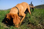 Digging