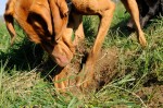 Digging