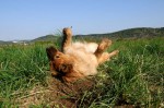 Digging