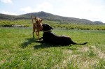Amii and Levin