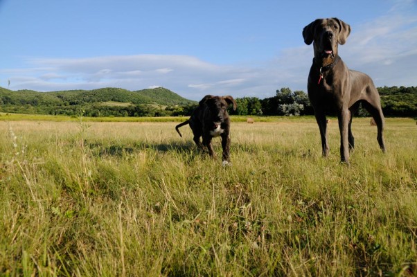 Béla and Ela