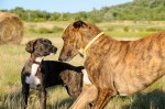Cikk-Cakk and Béla