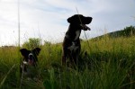 Maja and Maya