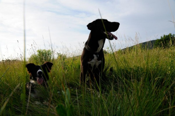 Maja and Maya