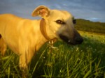 Maggie