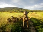 The pack