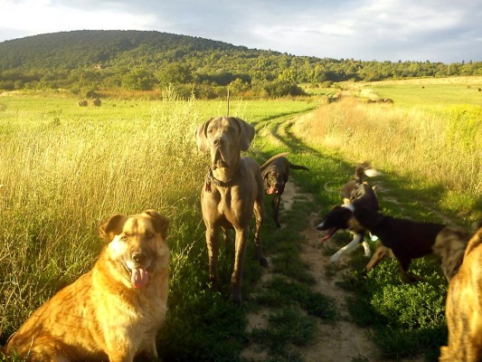 The pack