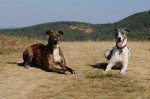 Cikk-cakk and Manó