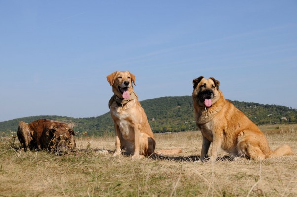 Cikk-cakk, Mia and Csoki