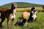 The pack