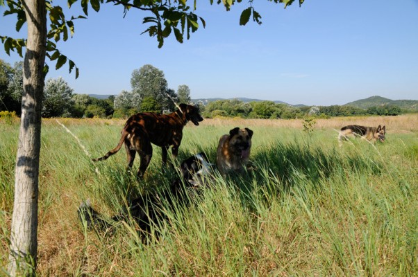 The pack