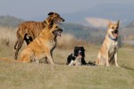 The pack