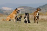 The pack