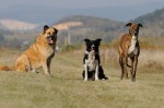 The pack