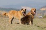 The pack