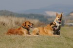 The pack