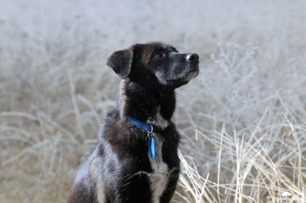 Buddy