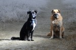 Buddy and Csoki
