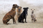 Csikk-cakk, Csoki, Buddy and Meggie
