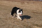 Murphy