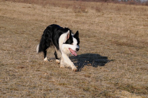 Murphy