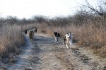 The pack
