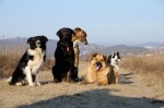 The pack
