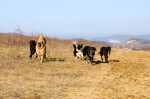 The pack