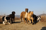 The pack