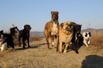 The pack