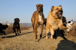 The pack