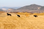 The pack